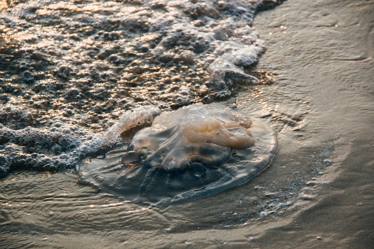 Como saber se há medusas na praia? Esta aplicação diz-lhe
