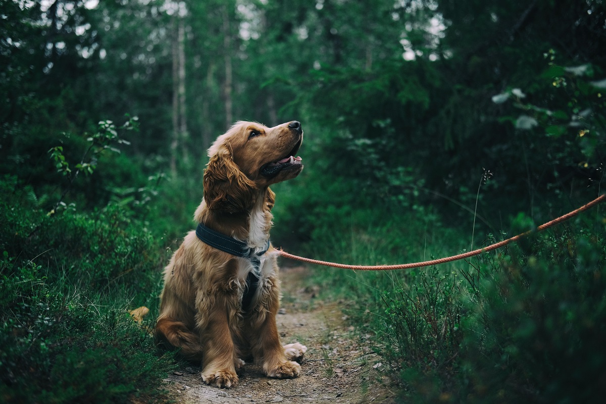 Eis os benefícios que um animal de estimação pode trazer à sua saúde
